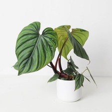 Philodendron Colombia Tropical