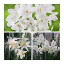 Narcissus Paperwhites x 30 Flower Bulbs. Pure White Strong Scented Flowers. 