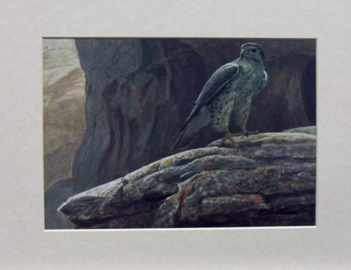 Robert bateman prairie falcon - bateman,