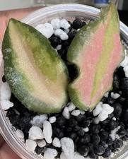 Hoya Caudata Variegated 2 Leaf