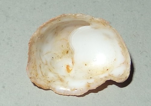 Crepidula dilatata - ,