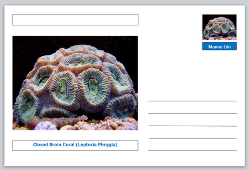 Coral closed brain - brain,