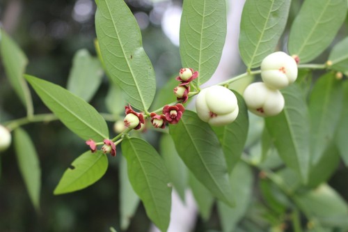 Katuk star gooseberry - katuk,
