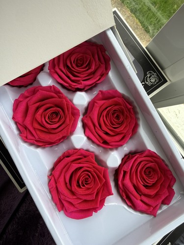 Hot pink preserved real roses - hot,