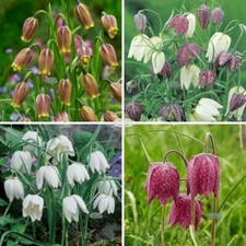 Fritillaria uva vulpis - fritillaria,