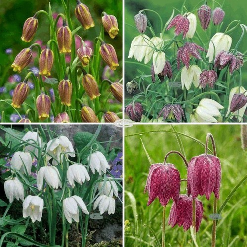 Fritillaria uva vulpis - fritillaria,