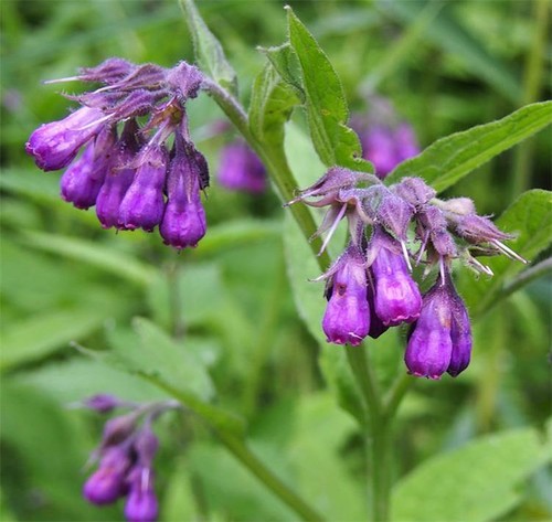 Comfrey herb useful perennial - herb,,