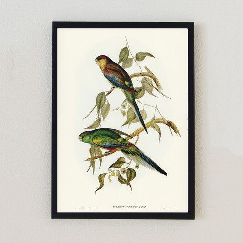 Vintage bird illustration - vintage,