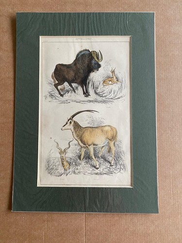 C1810 thomas landseer - c1810,