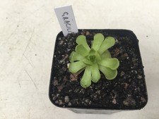 Pinguicula Gracilis