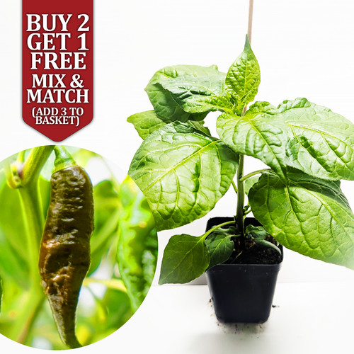 Chocolate ghost bhut - ghost,