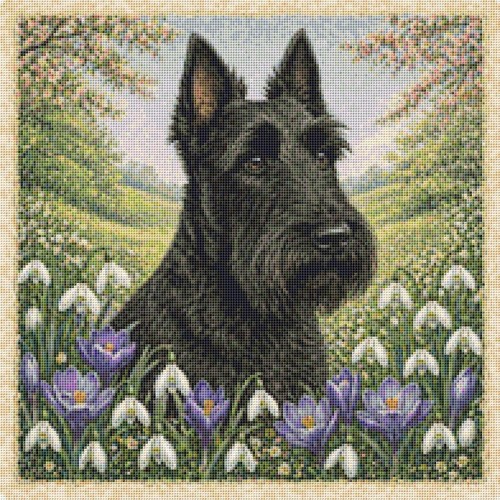 Scottish terrier puppy - scottish, dog