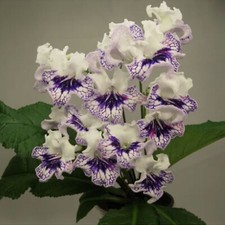 Streptocarpus DEM-170-Plug
