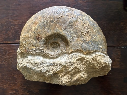 Ammonite fossil large - fossil, display
