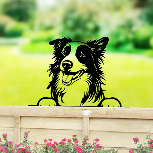 Peeking border collie dog - peeking,