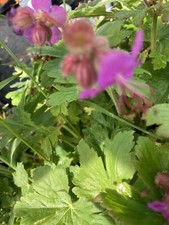 Geranium macrorrhizum