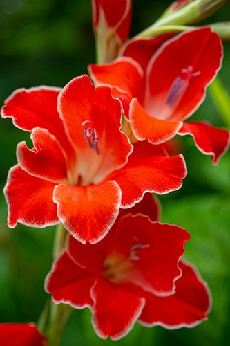 Gladioli nanus atom - 10,