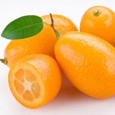 Kumquat, Golden Chinese Orange, Citrus seedling Plant 15cm tall in 7cm pots x 2