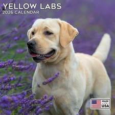 Yellow Labrador Calendar 2026