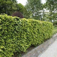 Beech green hedging hardy - beech,