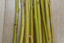 5 Weeping Willow Cuttings