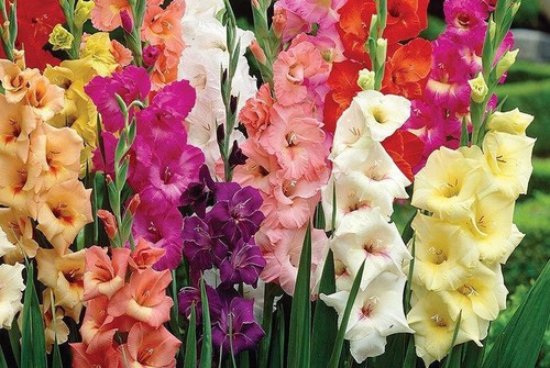 Gladioli mixed multi - gladioli,