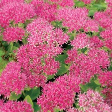 Sedum Hot Stuff Succulent Plant Real Outdoor Garden Perennial Plant in Pot