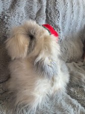 vintage -large dulux dog
