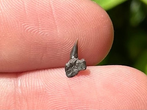 Fossil cow shark - shark, tooth