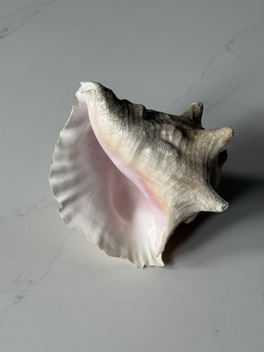 Large natural conch - natural,