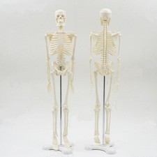 Human anatomical skeleton - anatomical,