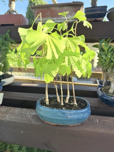 Ginkgo bonsai forest - bonsai,