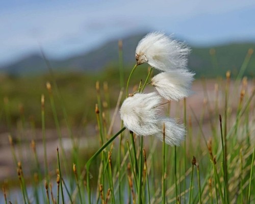 Cotton grass - 30, grass'