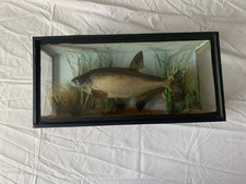 Vintage Bream Fish Taxidermy