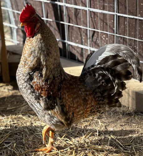 Cream legbar hatching eggs - hatching, (12