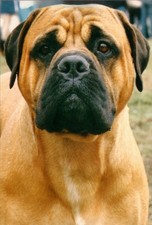 Bull Mastiff Dog Jumbo Fridge