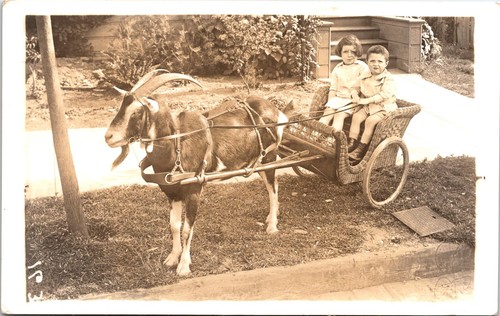 Children riding goat cart - children,