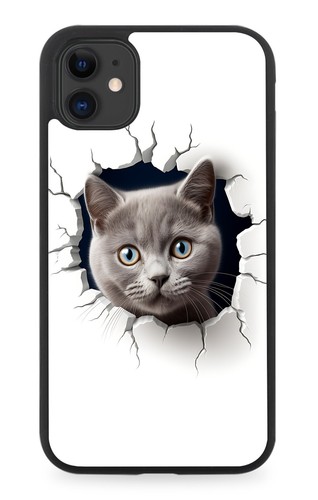 Grey british shorthair - grey,