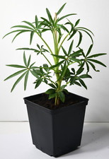 Helleborus foetidus - Stinking Hellebore Plants in a 11cm Pot