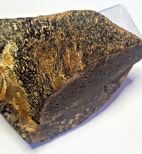 Large 333 fossilized - 0.333,