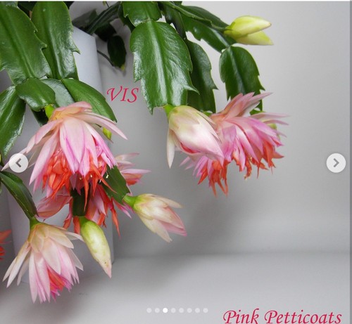 Schlumbergera christmas - schlumbergera,