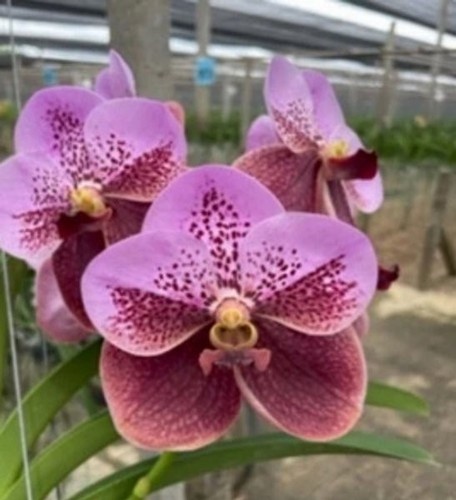 Rare vanda sanderiana - rare, orchid
