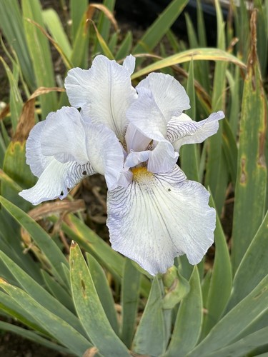 Bearded iris germanica - germanica,