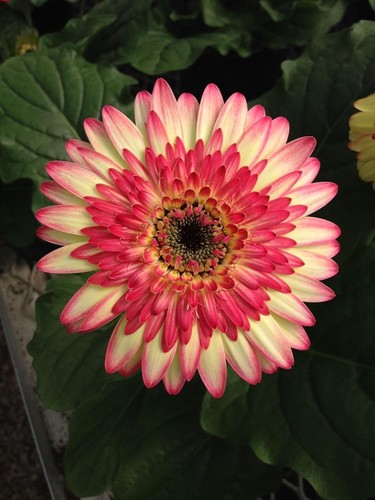 Gerbera imported flower seeds - gerbera,
