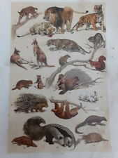 Max Seeger Stuttgart animals vintage print bookplate litho Amalgameted Press