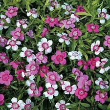 6 Dianthus Deltoides Microchips Mixed  Perennial Alpine Plug plants