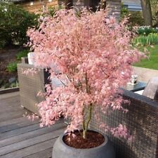 Acer Tree Palmatum New Rare
