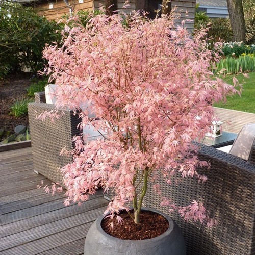 Acer tree palmatum new - tree, rare
