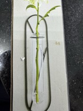 Dunelm Black Lozenge Wire Wall  Glass Vase BN IN BOX 📦 H22 X W4.5 X D5.5cm