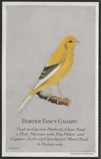 CAPERN-CAGE BIRDS 1926 (POSTCARD SIZE P54 (SET 5))-#01- BORDER FANCY CANARY